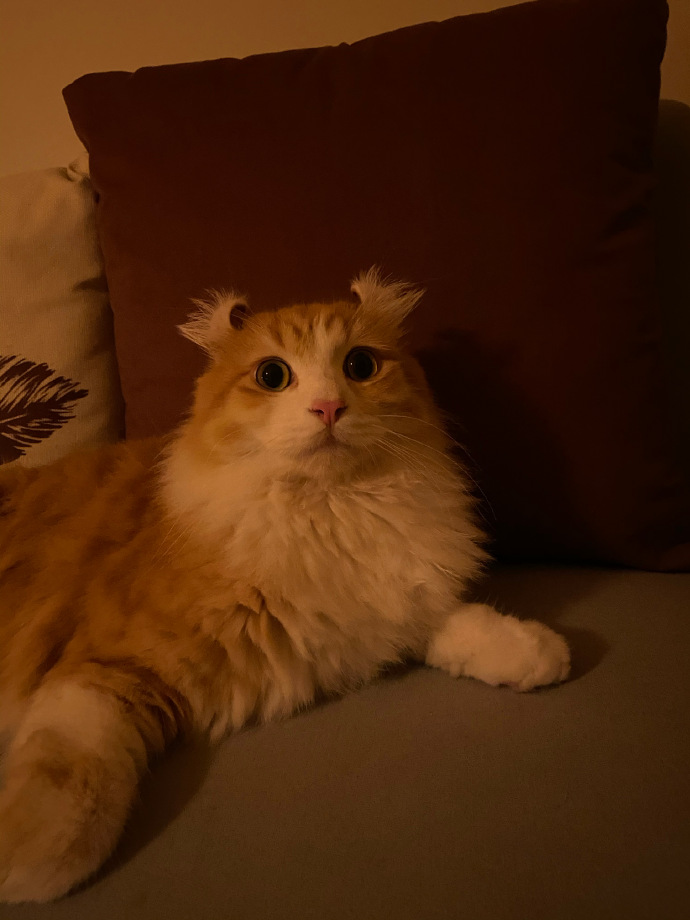 猫图片|宠物猫|猫咪|