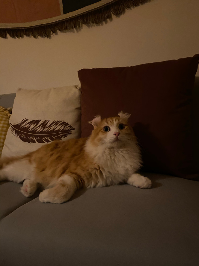 猫图片|宠物猫|猫咪|