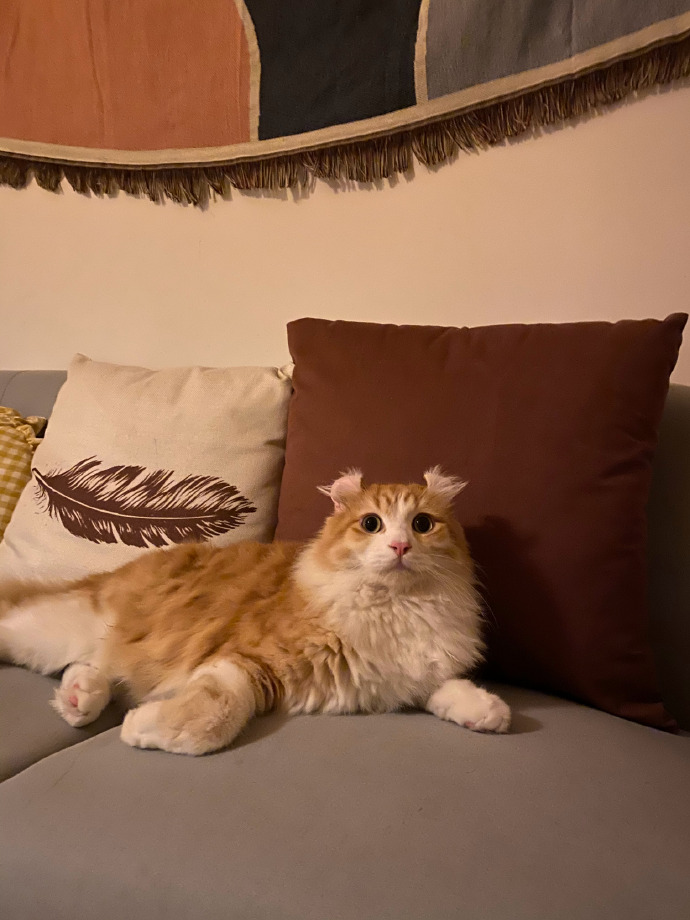 猫图片|宠物猫|猫咪|