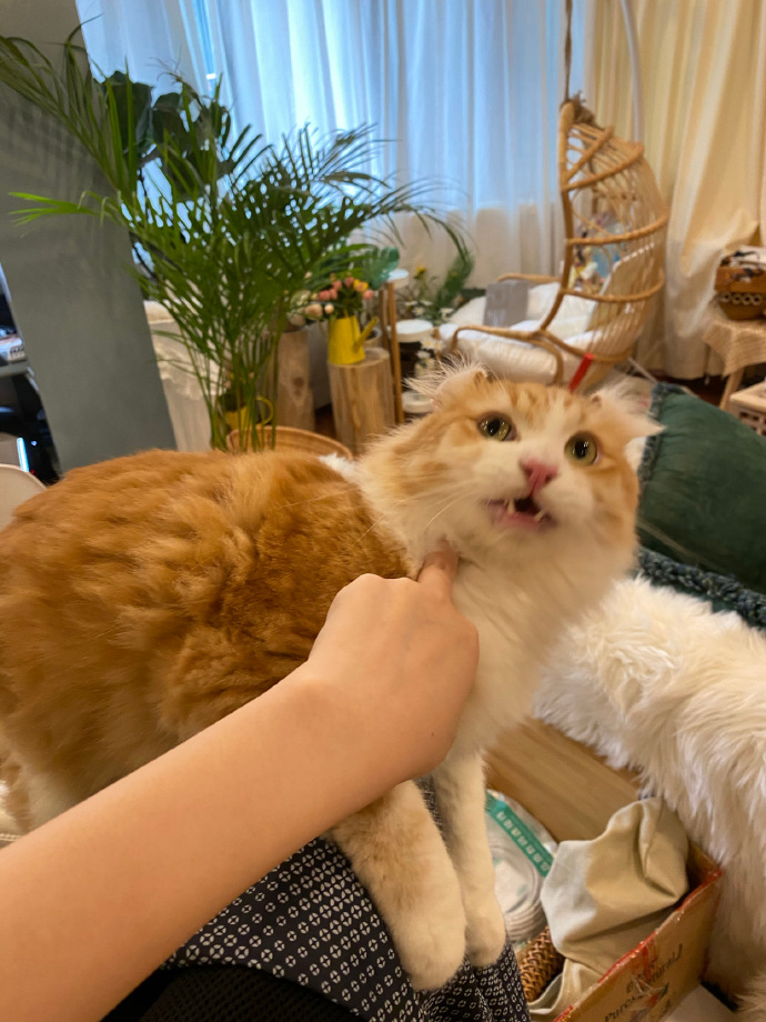 猫图片|宠物猫|猫咪|