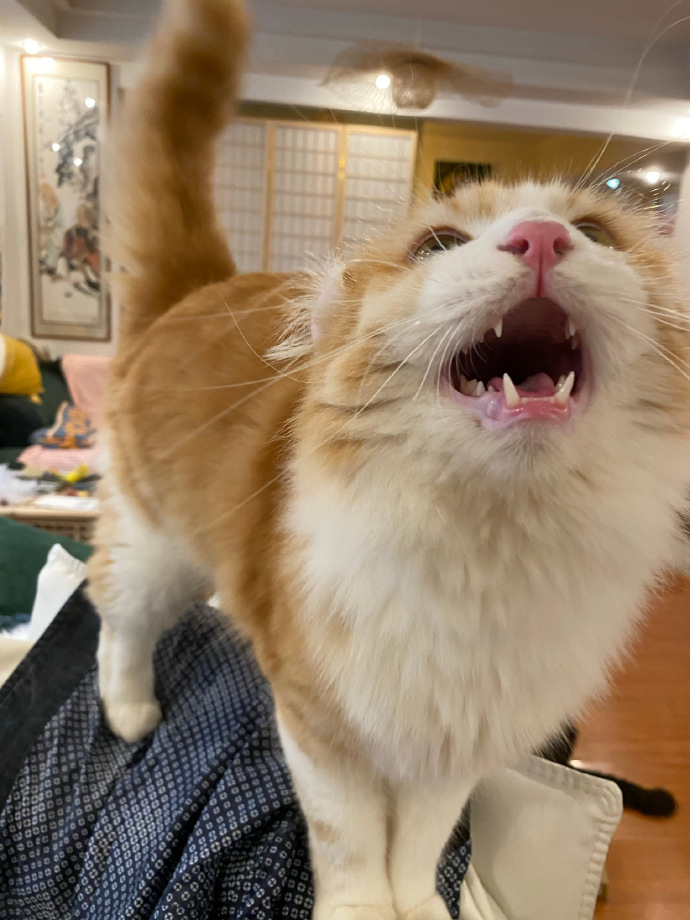 猫图片|宠物猫|猫咪|