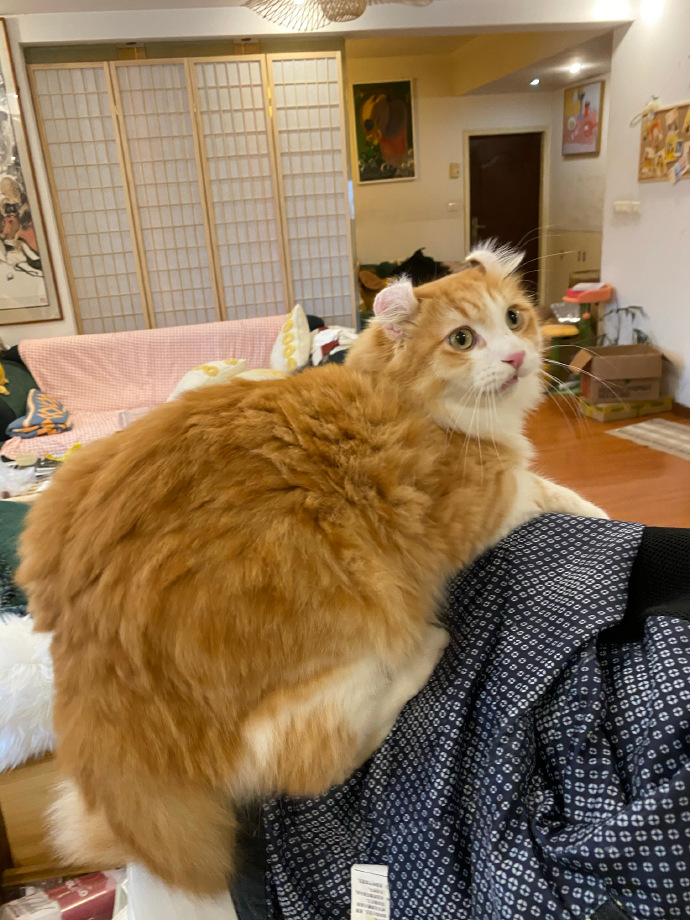 猫图片|宠物猫|猫咪|