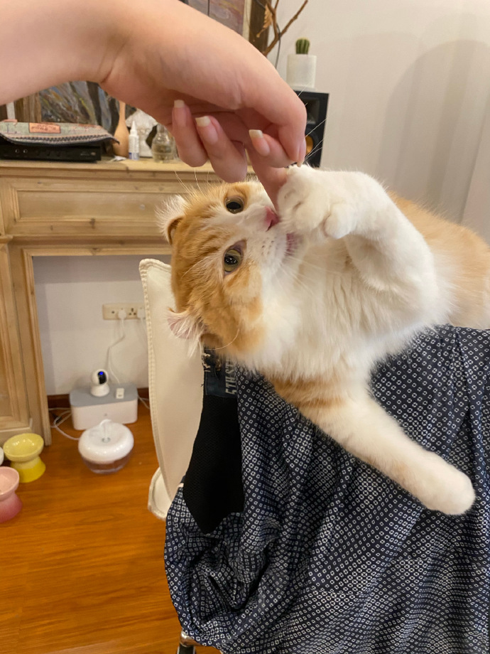 猫图片|宠物猫|猫咪|