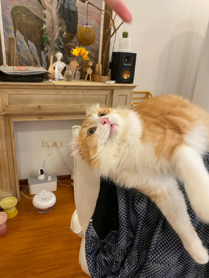 猫图片|宠物猫|猫咪|