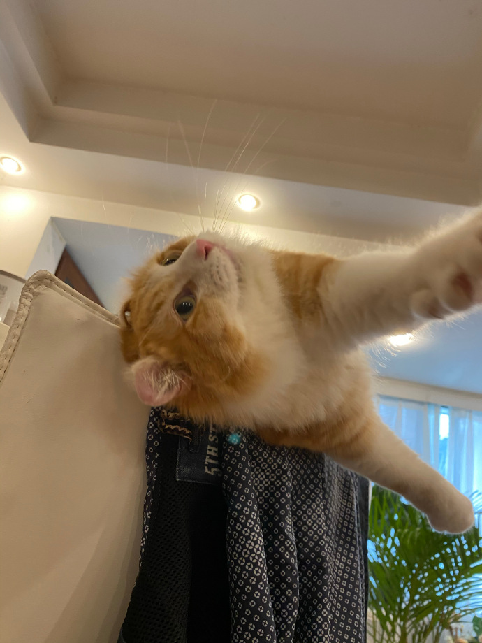 猫图片|宠物猫|猫咪|