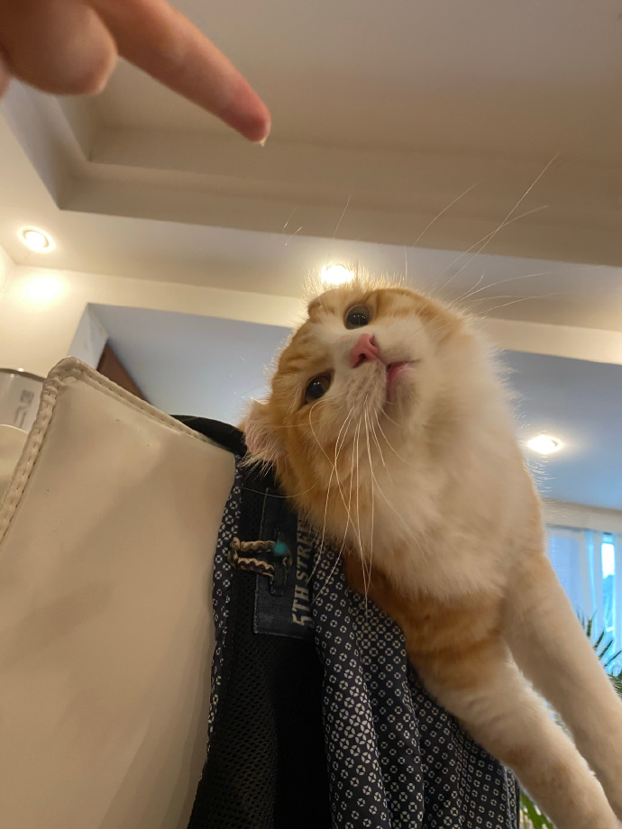 猫图片|宠物猫|猫咪|