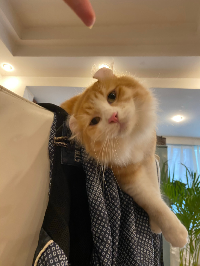 猫图片|宠物猫|猫咪|