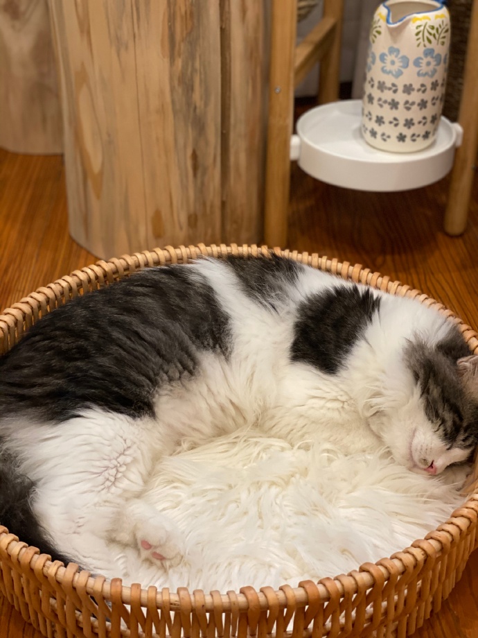 猫图片|宠物猫|猫咪|