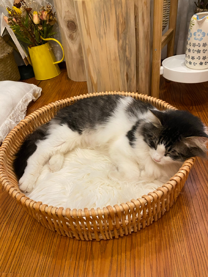 猫图片|宠物猫|猫咪|