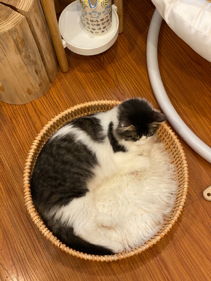 猫图片|宠物猫|猫咪|