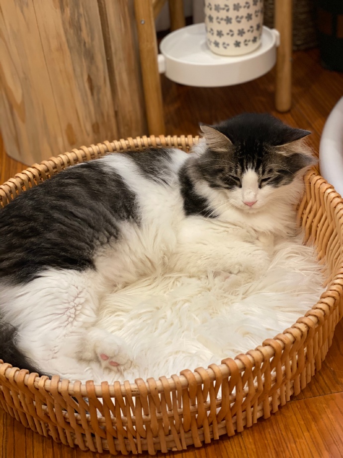 猫图片|宠物猫|猫咪|