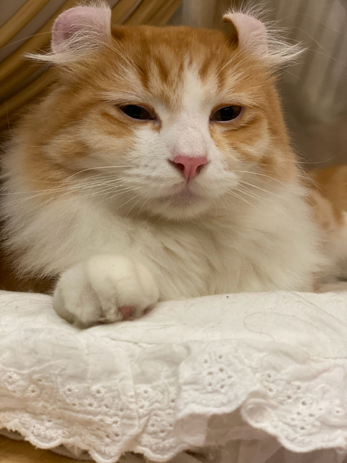 猫图片|宠物猫|猫咪|