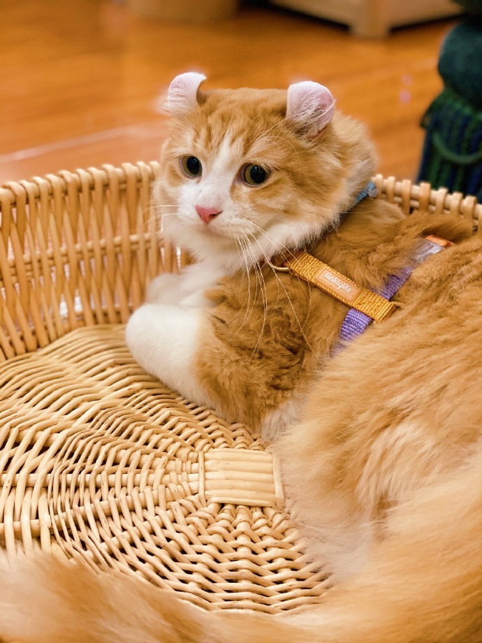 猫图片|宠物猫|猫咪|