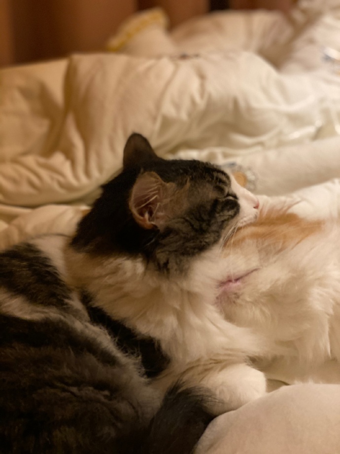 猫图片|宠物猫|猫咪|