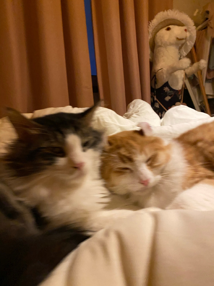 猫图片|宠物猫|猫咪|