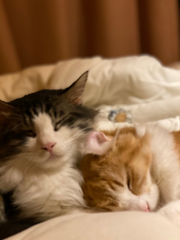 猫图片|宠物猫|猫咪|