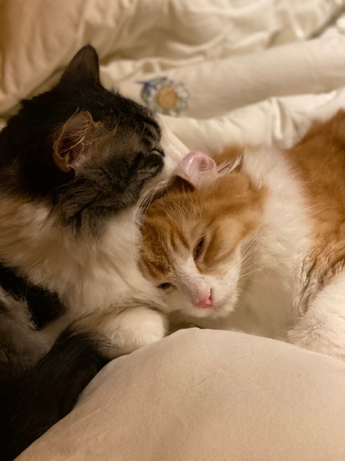 猫图片|宠物猫|猫咪|