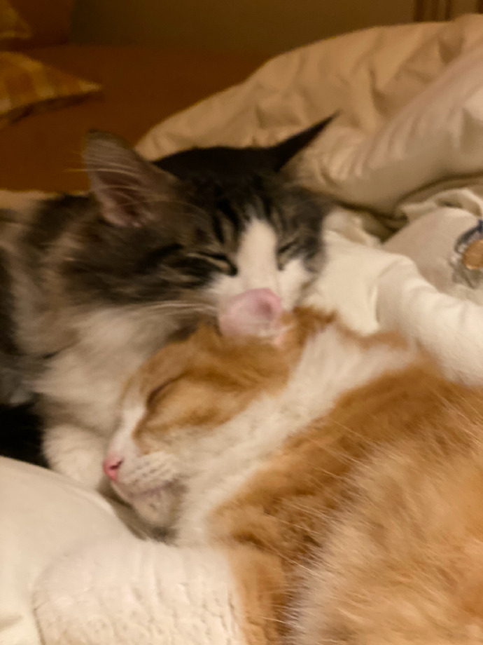 猫图片|宠物猫|猫咪|