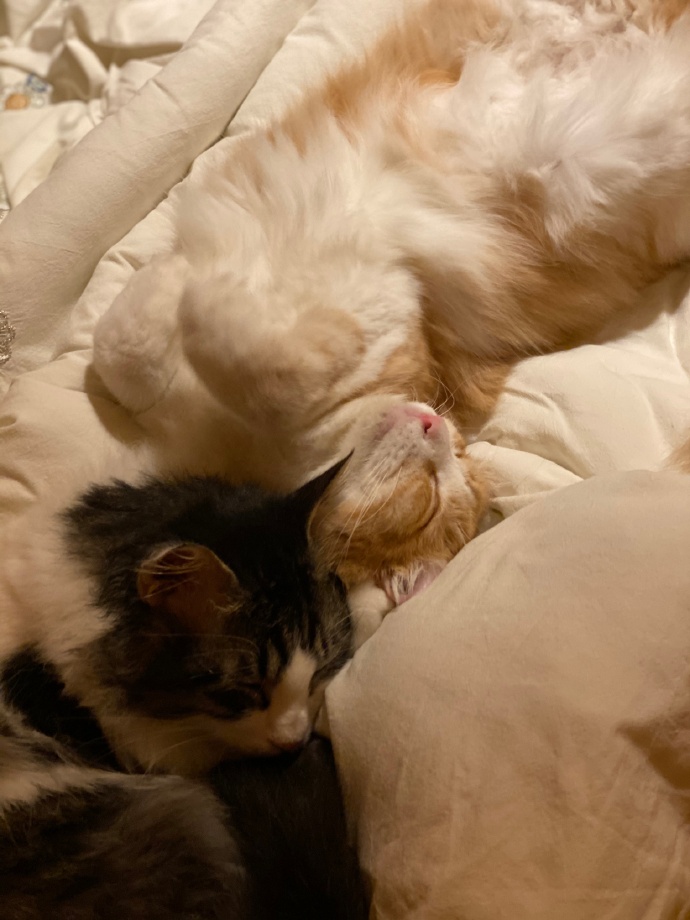 猫图片|宠物猫|猫咪|