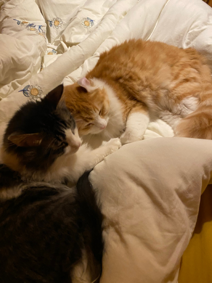 猫图片|宠物猫|猫咪|