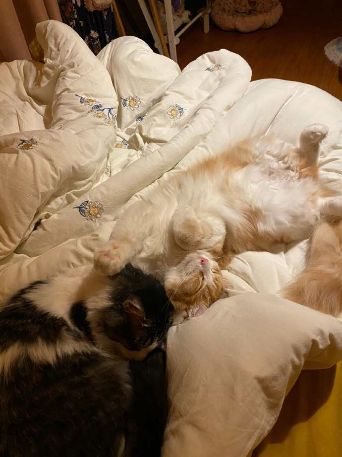 猫图片|宠物猫|猫咪|