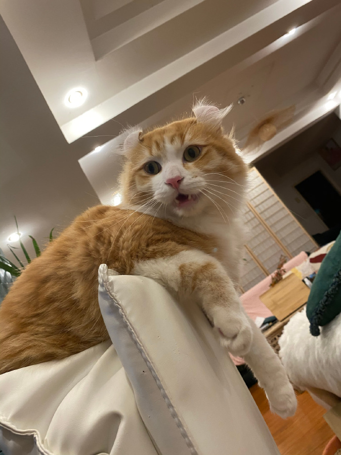 猫图片|宠物猫|猫咪|