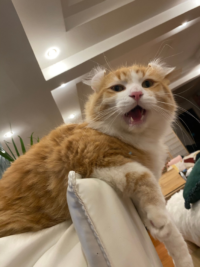 猫图片|宠物猫|猫咪|