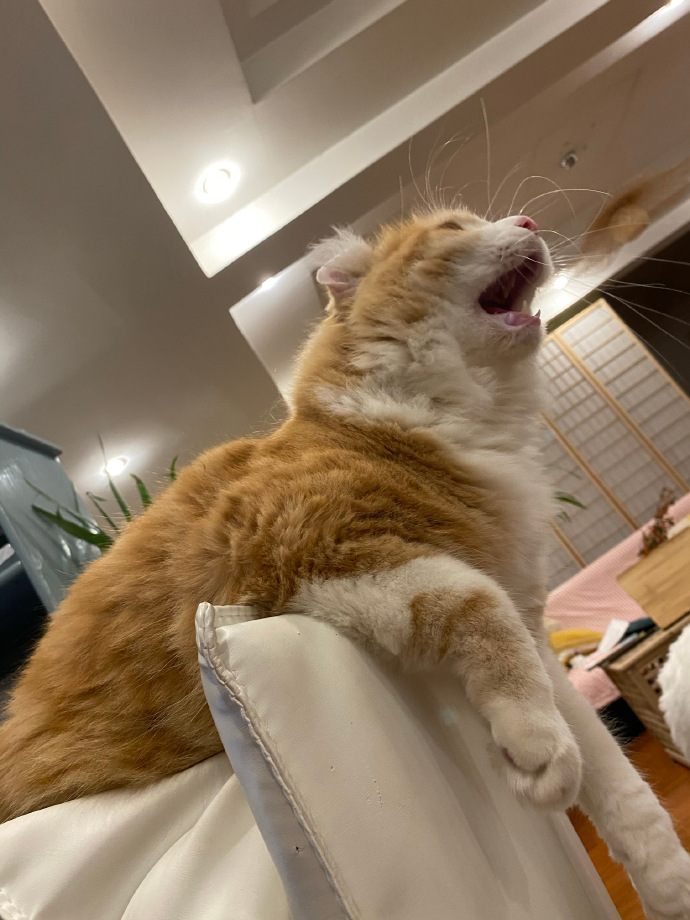 猫图片|宠物猫|猫咪|