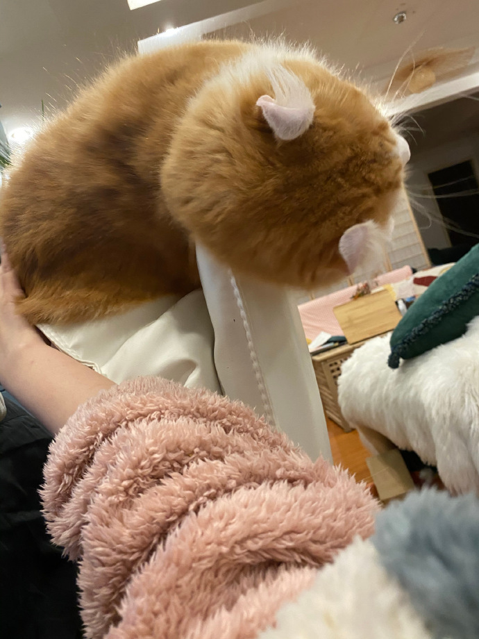 猫图片|宠物猫|猫咪|