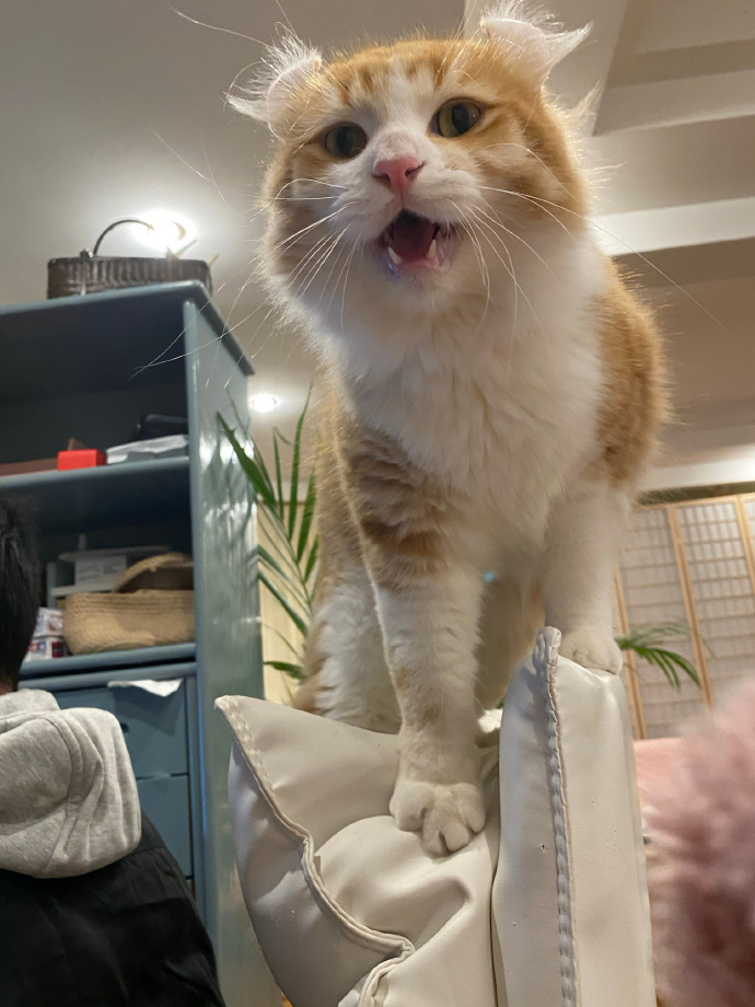 猫图片|宠物猫|猫咪|