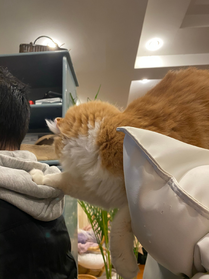 猫图片|宠物猫|猫咪|