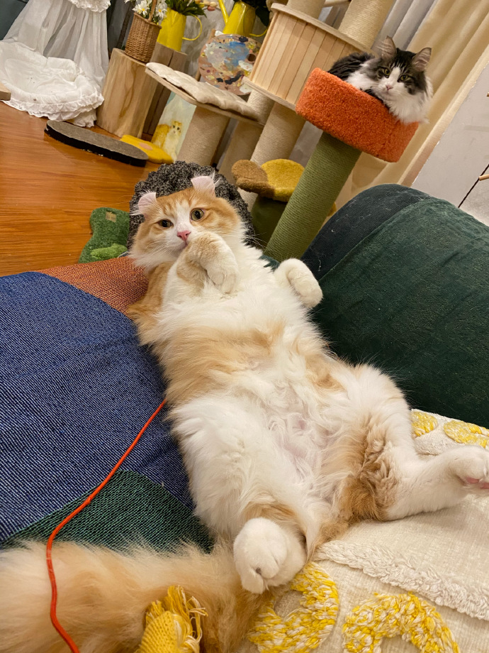 猫图片|宠物猫|猫咪|