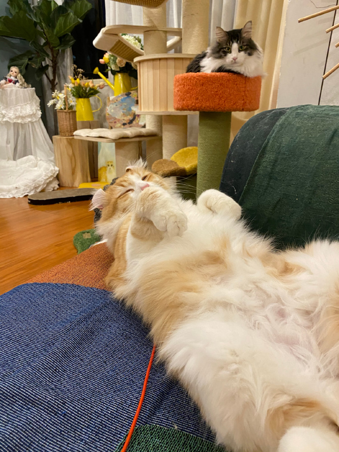 猫图片|宠物猫|猫咪|