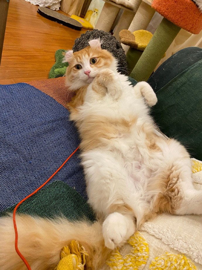 猫图片|宠物猫|猫咪|