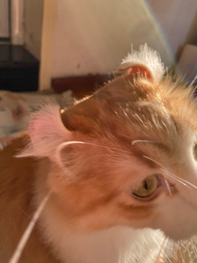 猫图片|宠物猫|猫咪|