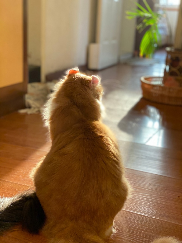 猫图片|宠物猫|猫咪|