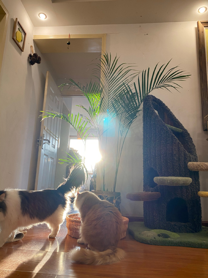 猫图片|宠物猫|猫咪|