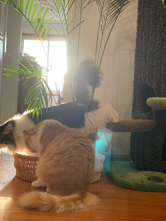 猫图片|宠物猫|猫咪|