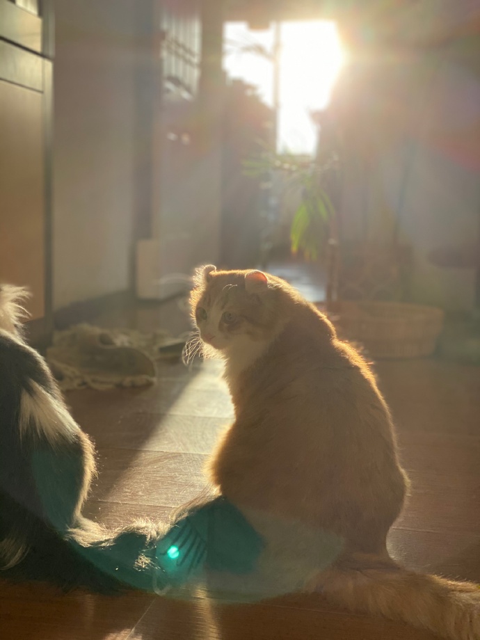 猫图片|宠物猫|猫咪|