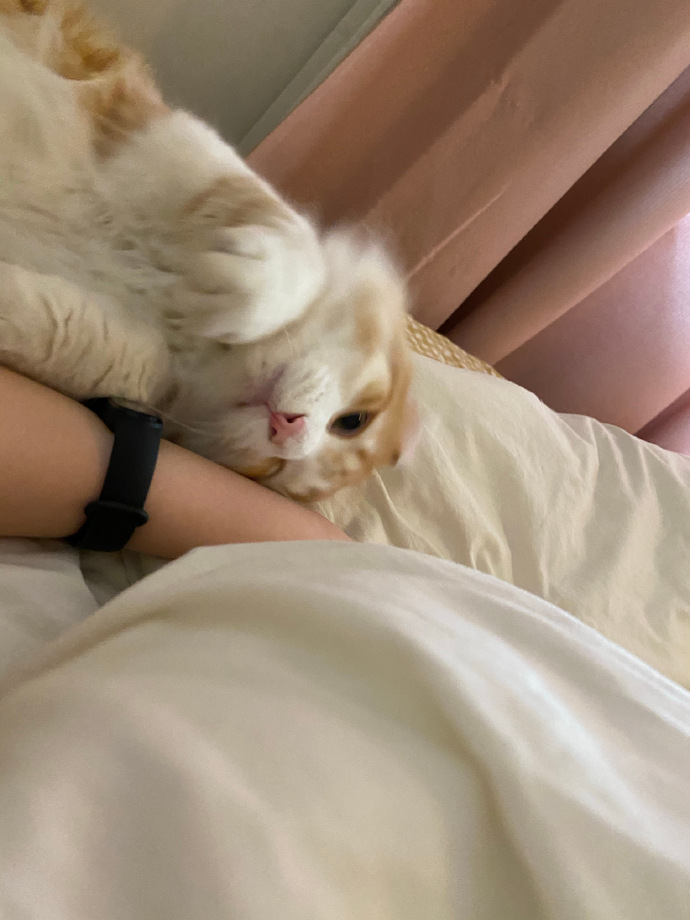 猫图片|宠物猫|猫咪|