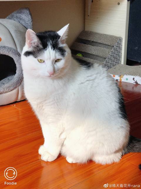 猫图片|宠物猫|猫咪|