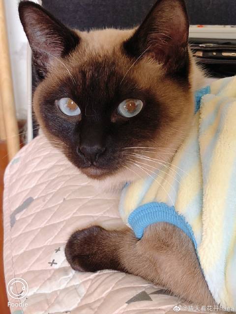 猫图片|宠物猫|猫咪|