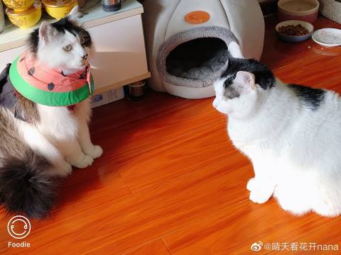 猫图片|宠物猫|猫咪|