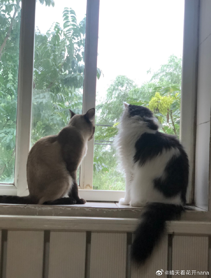 猫图片|宠物猫|猫咪|