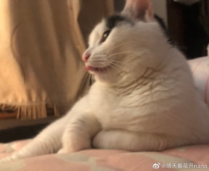 猫图片|宠物猫|猫咪|