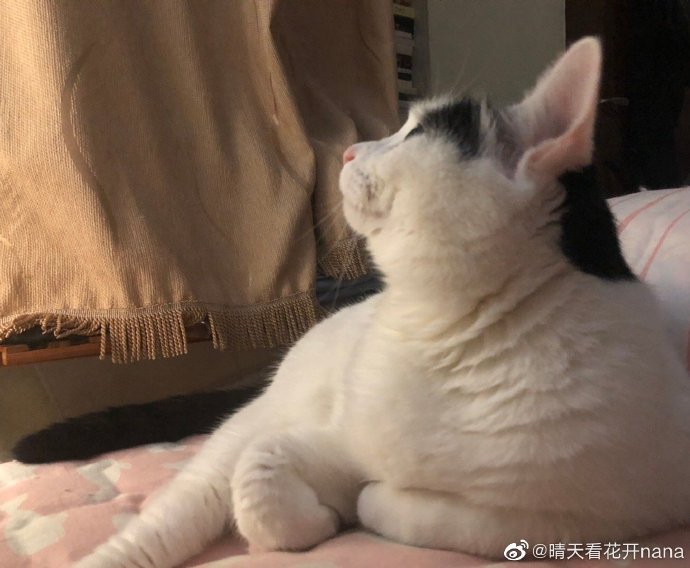猫图片|宠物猫|猫咪|