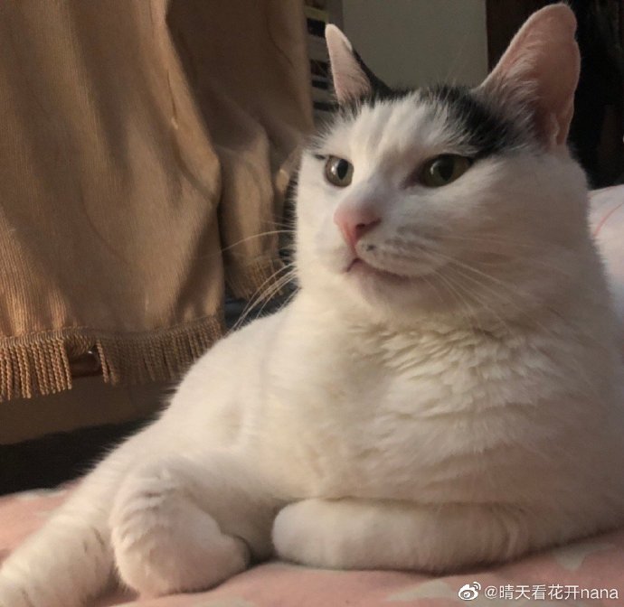 猫图片|宠物猫|猫咪|