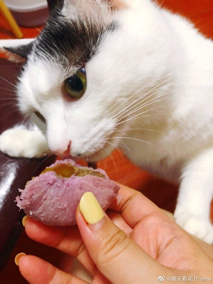 猫图片|宠物猫|猫咪|