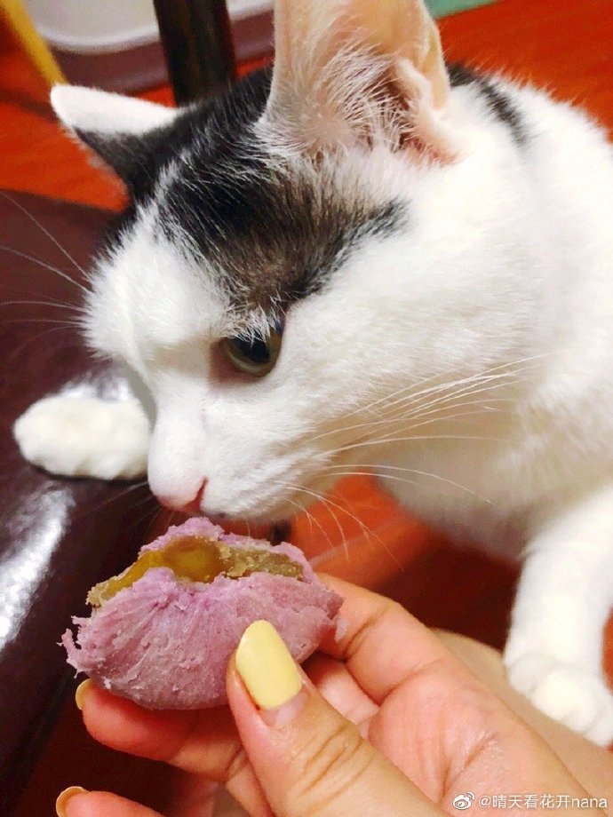 猫图片|宠物猫|猫咪|