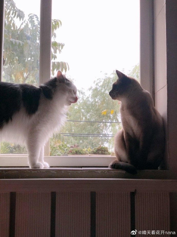 猫图片|宠物猫|猫咪|